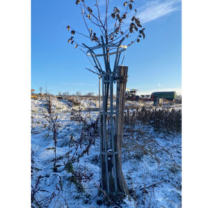 Normannisches Korsett