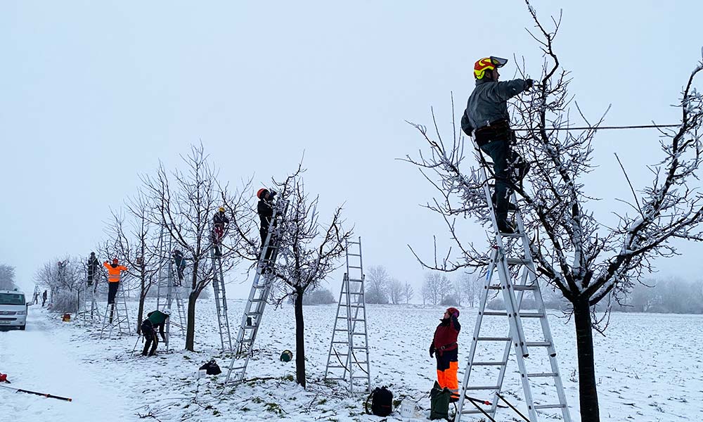 Jungbaumschnitt im Winter