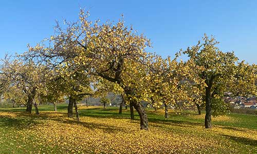 Klimaangepasste Obstanlage für Morgen