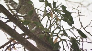 MDR Beitrag zu Misteln im Obstbaum