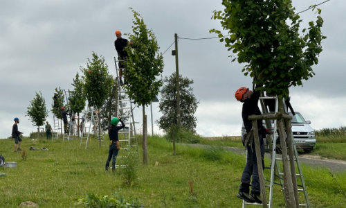 Schnittsysteme in Agroforstsystemen