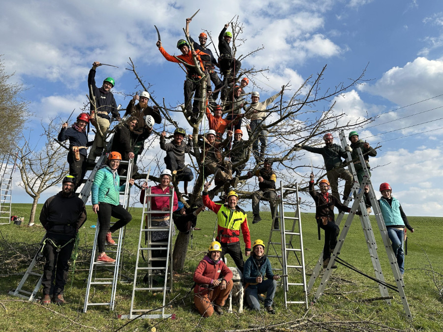 Baumwart finden aus dem Netzwerk der Obstbaumschnittschule