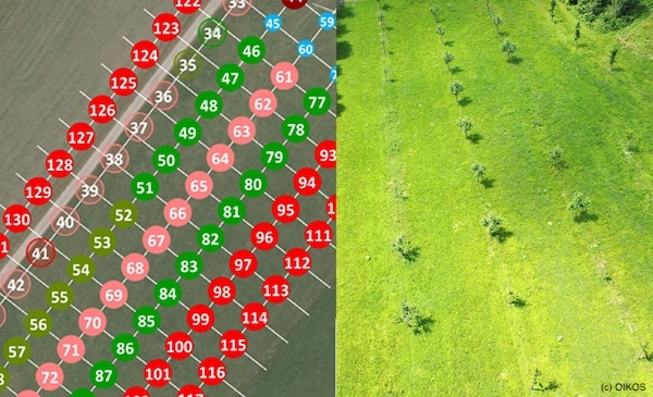 Planung und Neuanlage von Hochstamm-Produktionssystemen in der Praxis